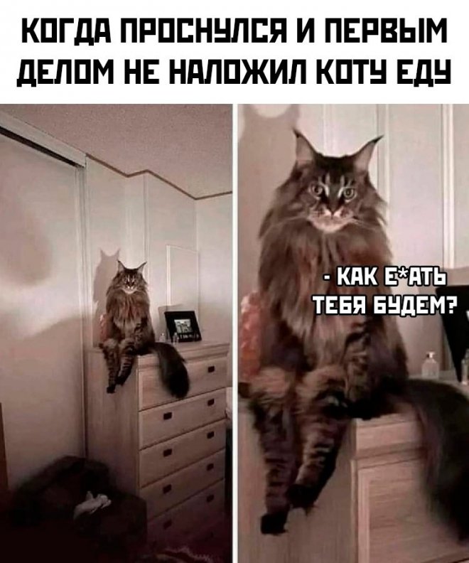 Самые смешные фото приколы и новые мемы — свежий юмор для отличного настроения