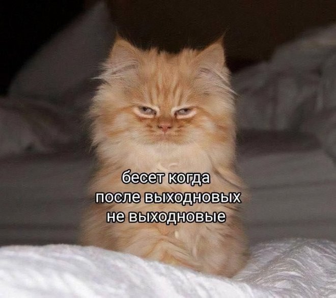 Свежие приколы