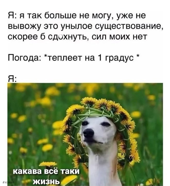 Смешные мемы