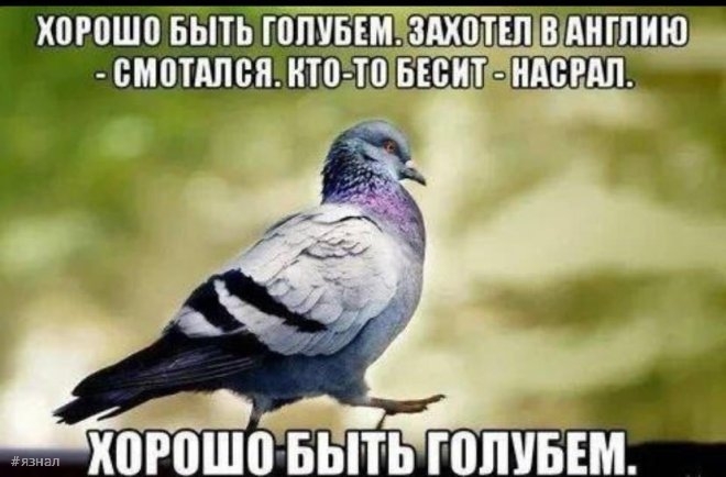 Смешные мемы