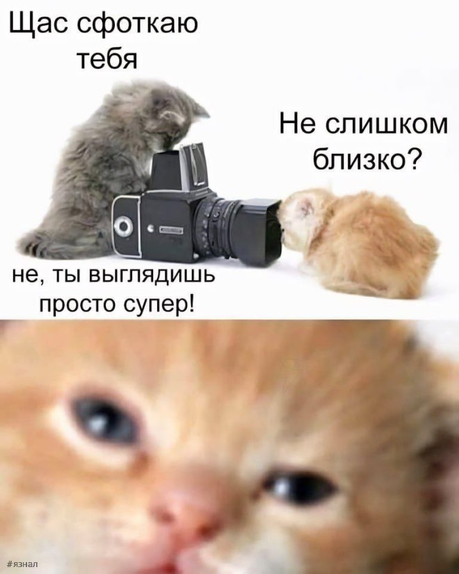 Вирусные мемы