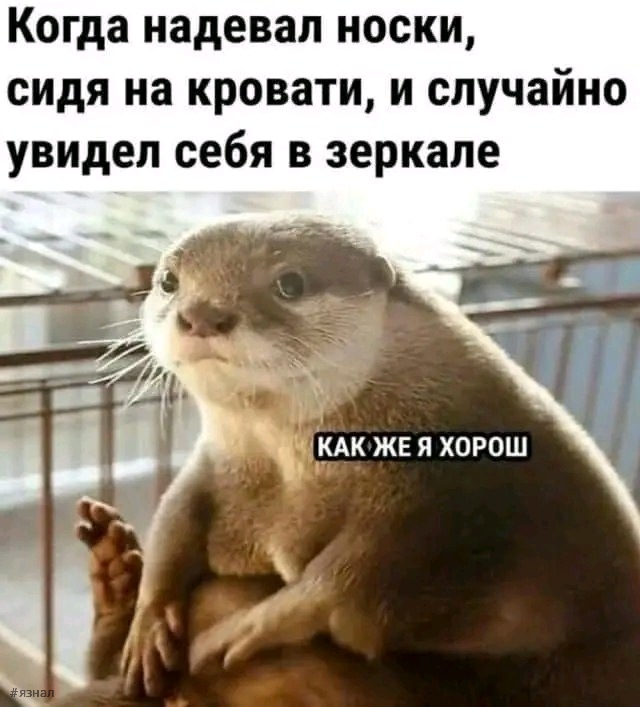 Вирусные мемы