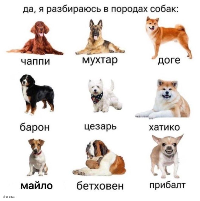 Топовые мемы