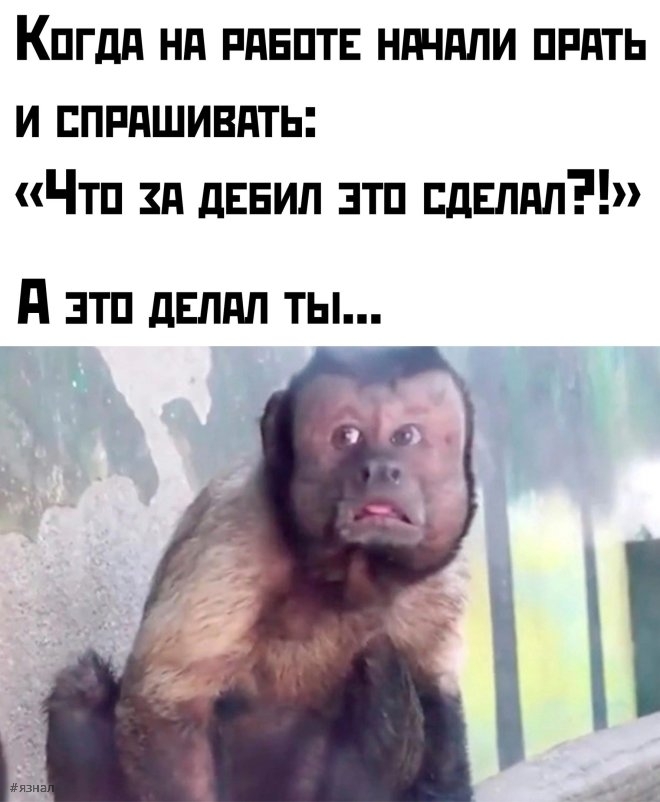 Топовые мемы