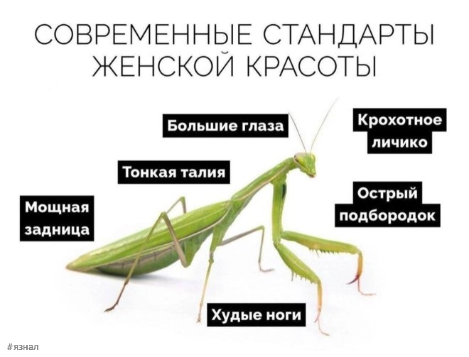 Топовые мемы