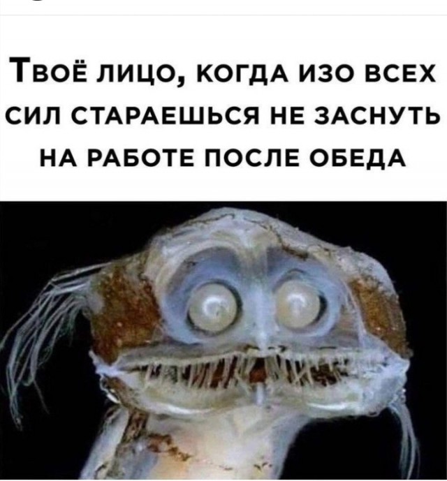 Смешные картинки с надписями