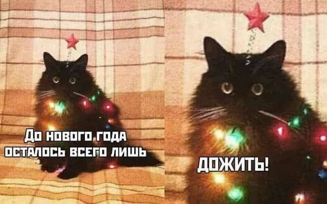 Мемы