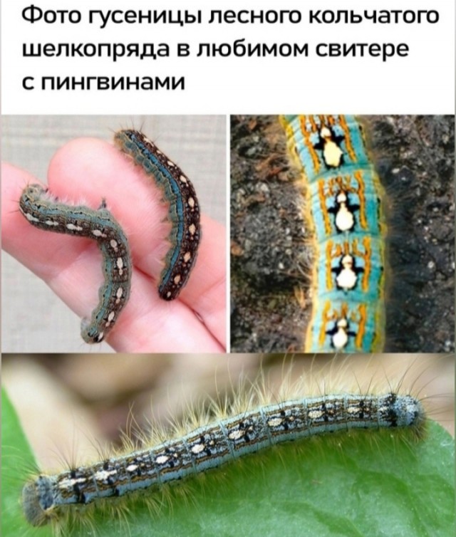 Смешные картинки с надписями