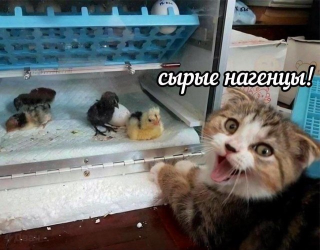 Смешные картинки с надписями