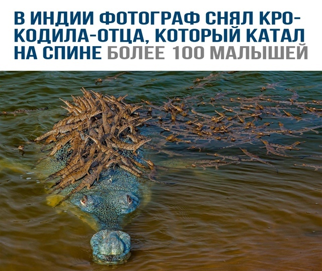 Смешные картинки с надписями