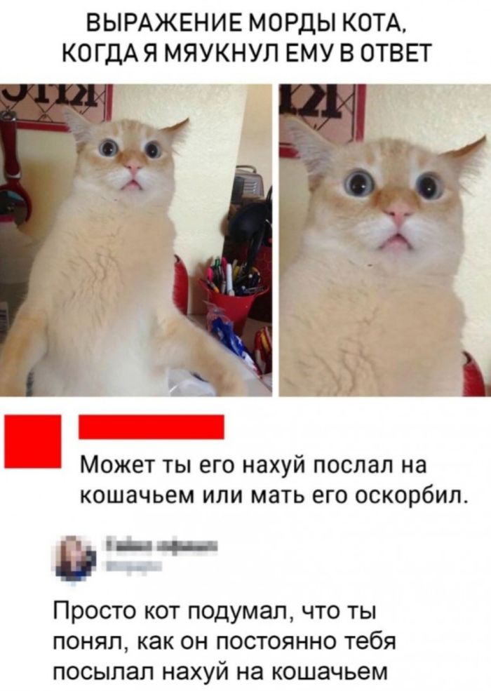 Лучший юмор в прикольных мемах