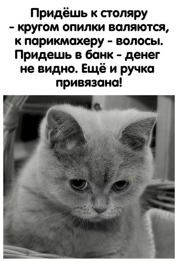 Отборные мемы и смешные картинки с надписями (53 фото) - До слёз