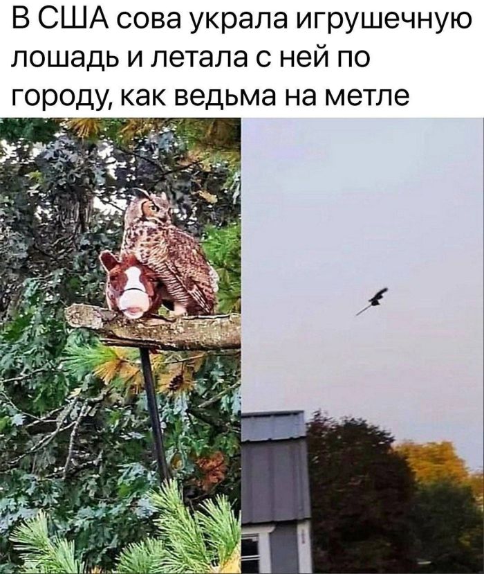 Мемы