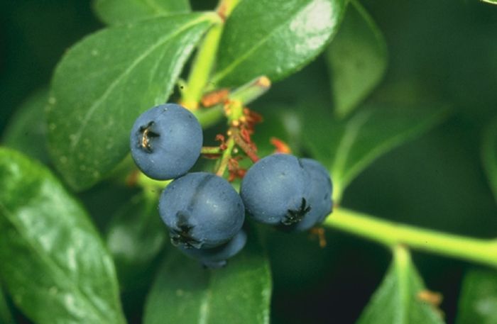 Какие привычные продукты излучают радиацию